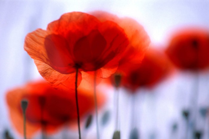 Die Fototapete Mohn Blumen, eine Vlies-Fototapete bei Livingwalls Cologne online kaufen. Die Fototapete Mohn Blumen ist eine Fototapete auf Maß.