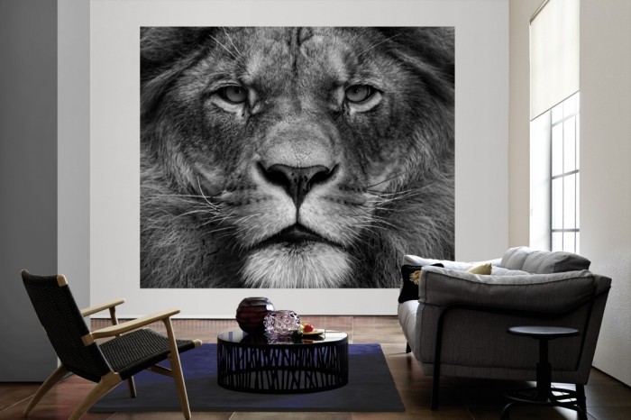 Die Fototapete Löwe im Blick, schwarz-weiß als große Bildtapete im Wohnzimmer. Als Bildtapete ist die Fototapete Löwe im Blick, schwarz-weiß ein besonderes Highlight auf Vliestapete.