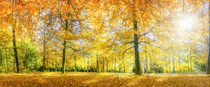Die Fototapete Wald im herbstlichen Sonnenschein, eine Vlies-Fototapete bei Livingwalls Cologne online kaufen. Die Fototapete Wald im herbstlichen Sonnenschein ist eine Fototapete auf Maß.