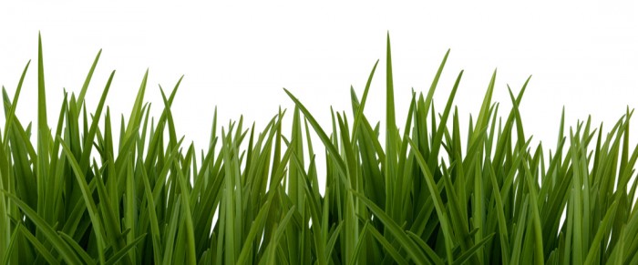 Die Fototapete Gras, dunkelgrüne Grashalme, eine Vlies-Fototapete bei Livingwalls Cologne online kaufen. Die Fototapete Gras, dunkelgrüne Grashalme ist eine Fototapete auf Maß.