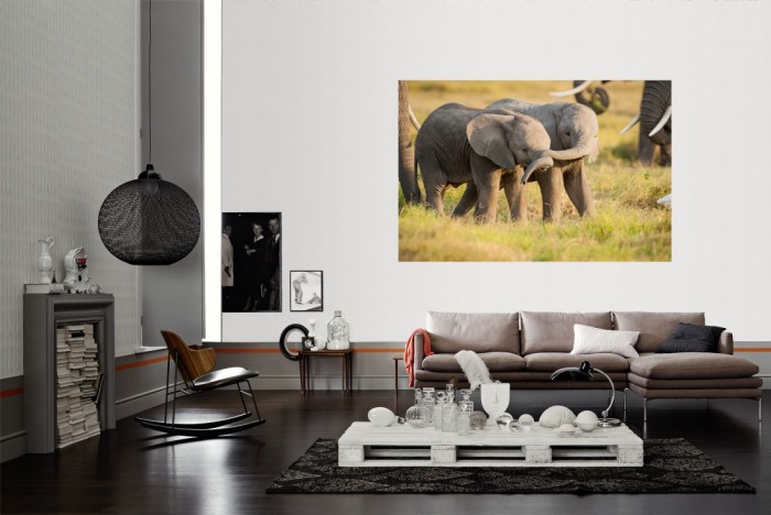 Die Fototapete Elefanten Babys in Kenia als Wandbild im Wohnzimmer. Die Vlies-Fototapete Elefanten Babys in Kenia verschönert als Wandbild Deine Wand.