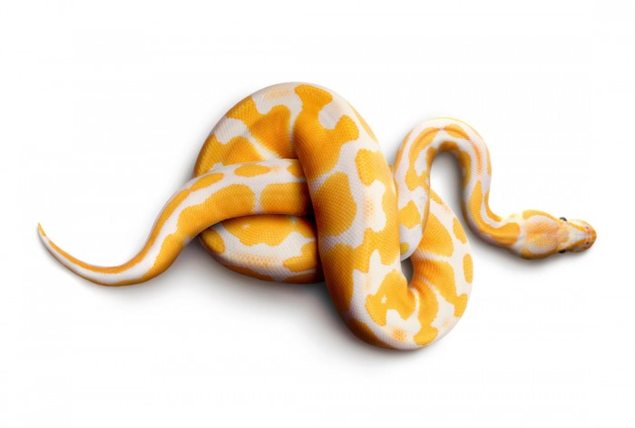 Die Fototapete Schlange Albino-Python, Fotografie by Mark Laita, eine Vlies-Fototapete bei Livingwalls Cologne online kaufen. Die Fototapete Schlange Albino-Python, Fotografie by Mark Laita ist eine Fototapete auf Maß.