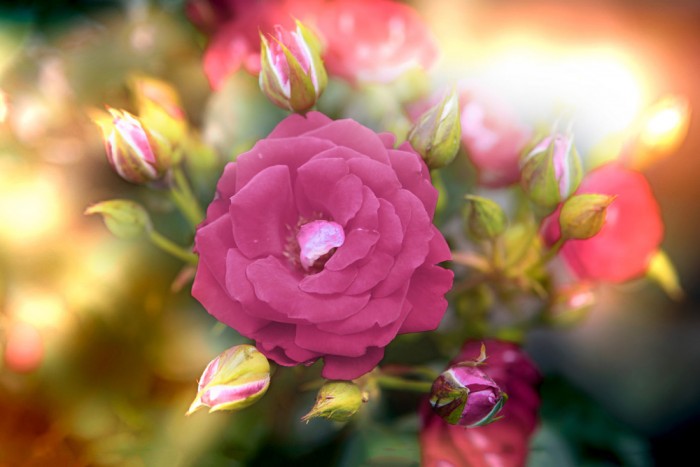 Die Fototapete Rose im Sonnenschein, eine Vlies-Fototapete bei Livingwalls Cologne online kaufen. Die Fototapete Rose im Sonnenschein ist eine Fototapete auf Maß.