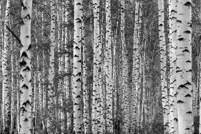 Die Fototapete Birkenwald im Sommer, schwarz-weiß, eine Vlies-Fototapete bei Livingwalls Cologne online kaufen. Die Fototapete Birkenwald im Sommer, schwarz-weiß ist eine Fototapete auf Maß.