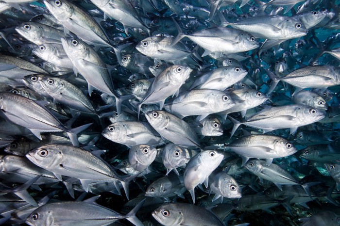 Die Fototapete Fische im Schwarm, Amberjacks, eine Vlies-Fototapete bei Livingwalls Cologne online kaufen. Die Fototapete Fische im Schwarm, Amberjacks ist eine Fototapete auf Maß.